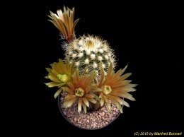 Echinocereus viridiflorus v. correllii 481